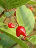 Lonicera maximowiczii