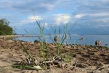 Typha angustifolia. Вегетирующее растение на песчаном пляже. Санкт-Петербург, г. Кронштадт, заказник \"Западный Котлин\"; юго-западное побережье о-ва Котлин, берег Финского залива. 25.08.2023.