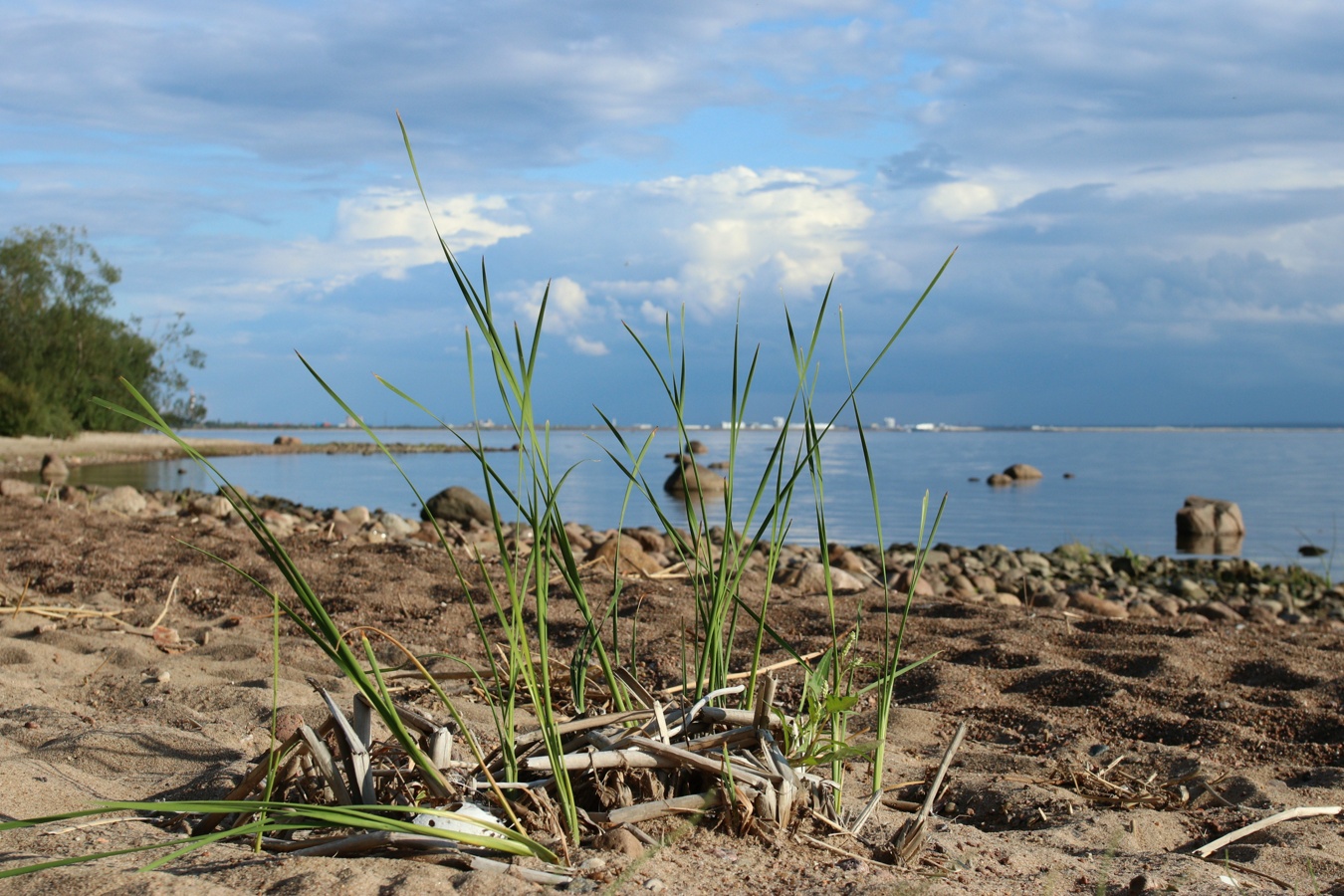 Изображение особи Typha angustifolia.