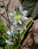 Swertia marginata