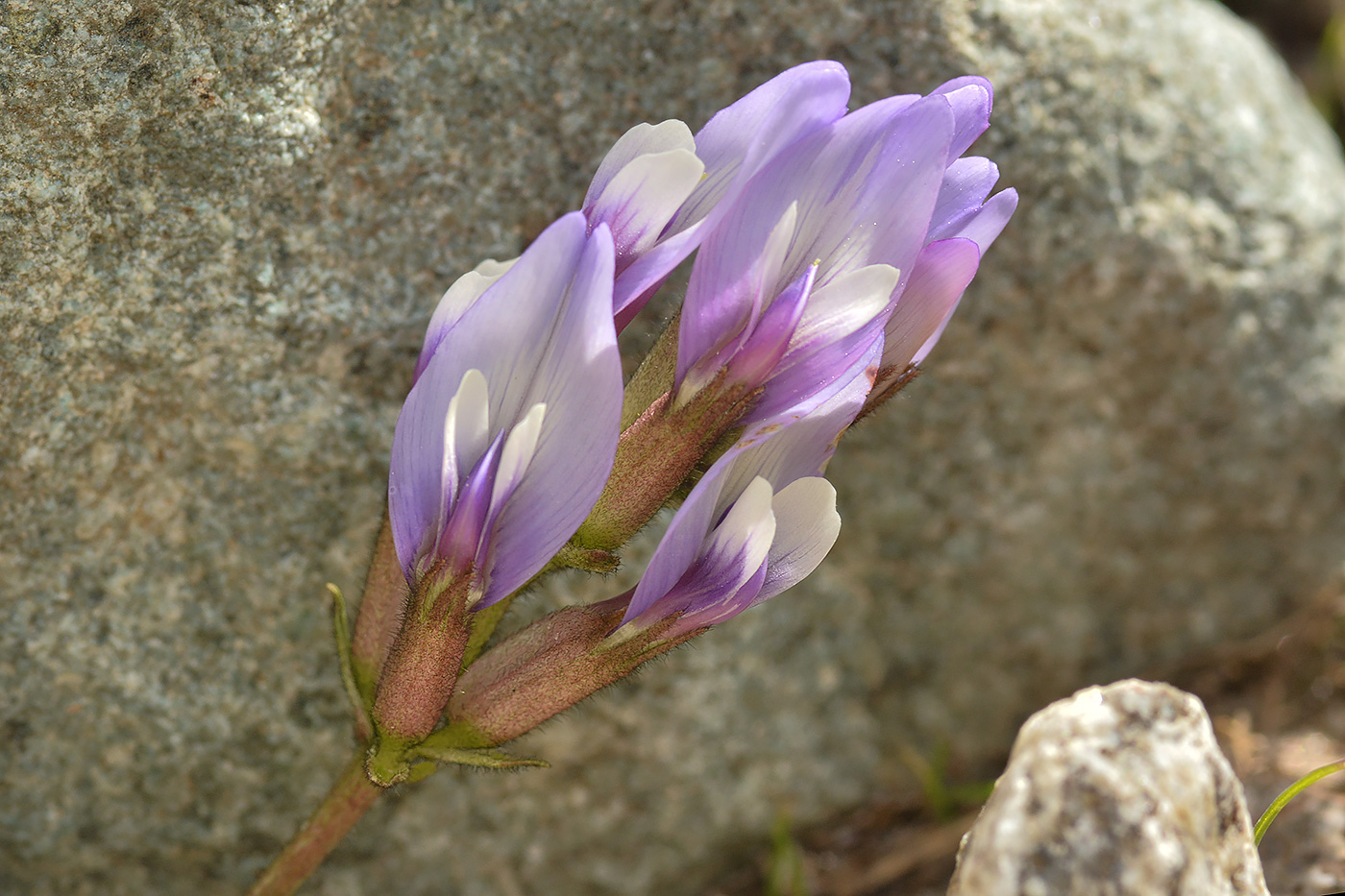 Изображение особи Astragalus oreades.