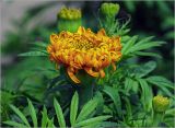 Tagetes erecta