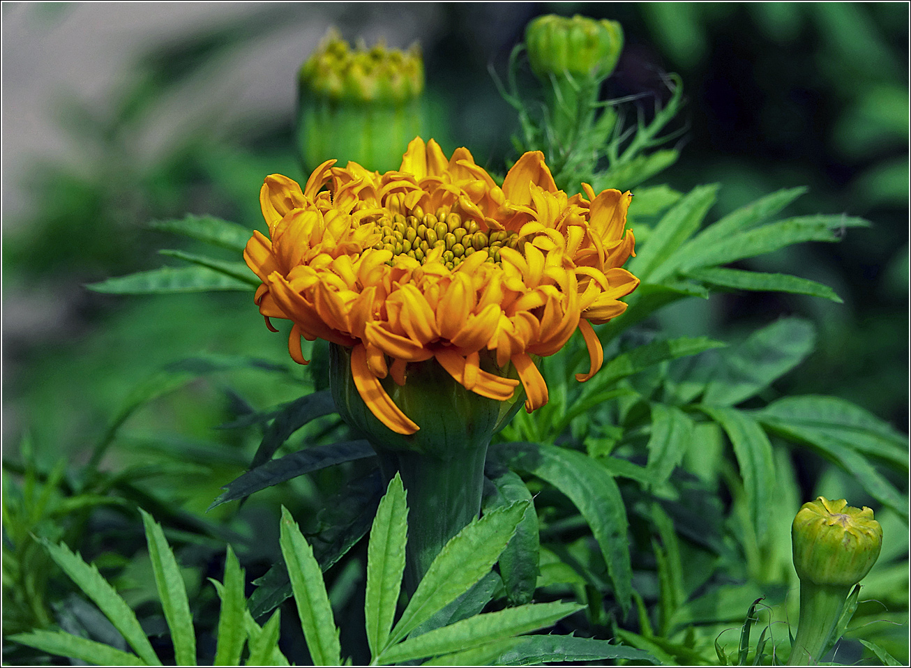 Изображение особи Tagetes erecta.