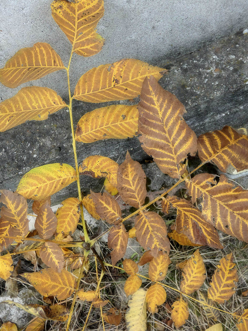 Изображение особи Juglans regia.