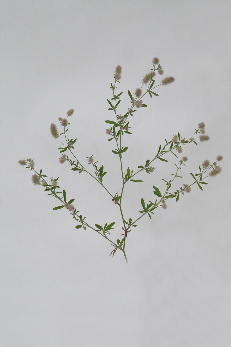 Image of Trifolium arvense specimen.