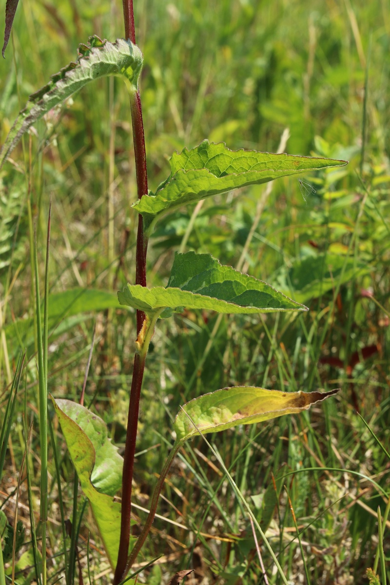 Image of Campanula rapunculoides specimen.