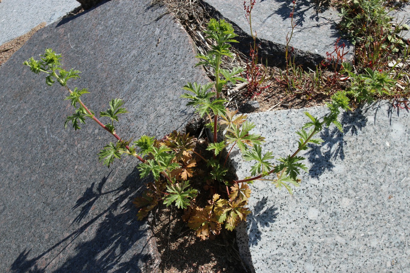 Image of Potentilla intermedia specimen.