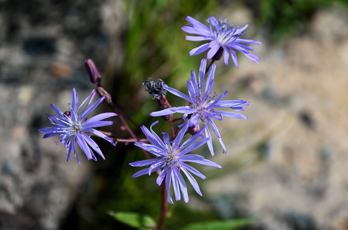 Изображение особи Lactuca sibirica.