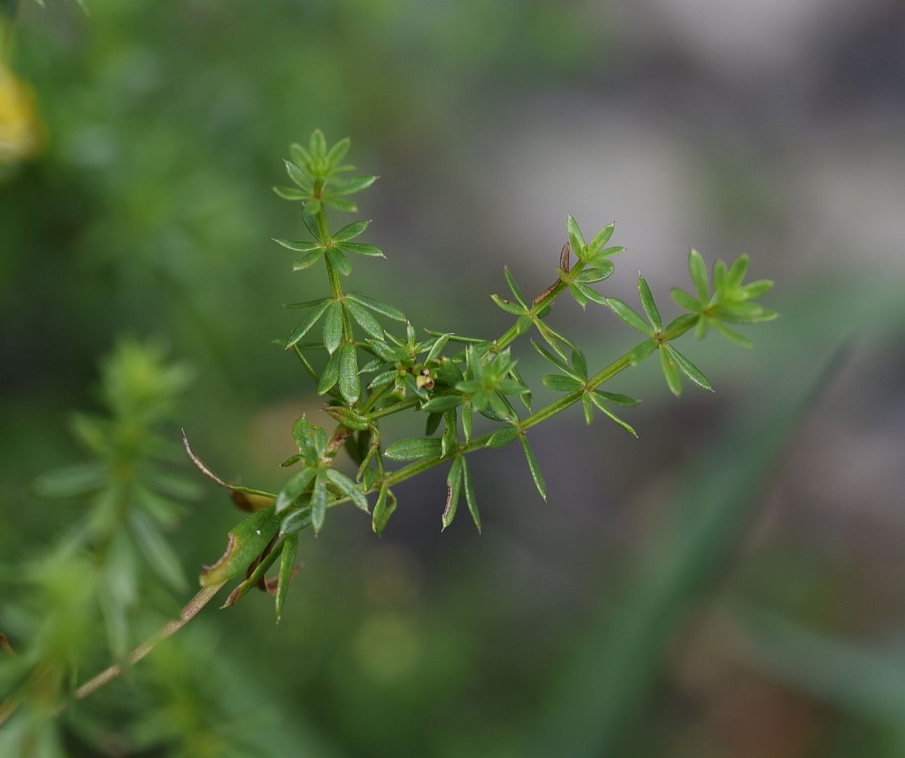 Image of familia Rubiaceae specimen.
