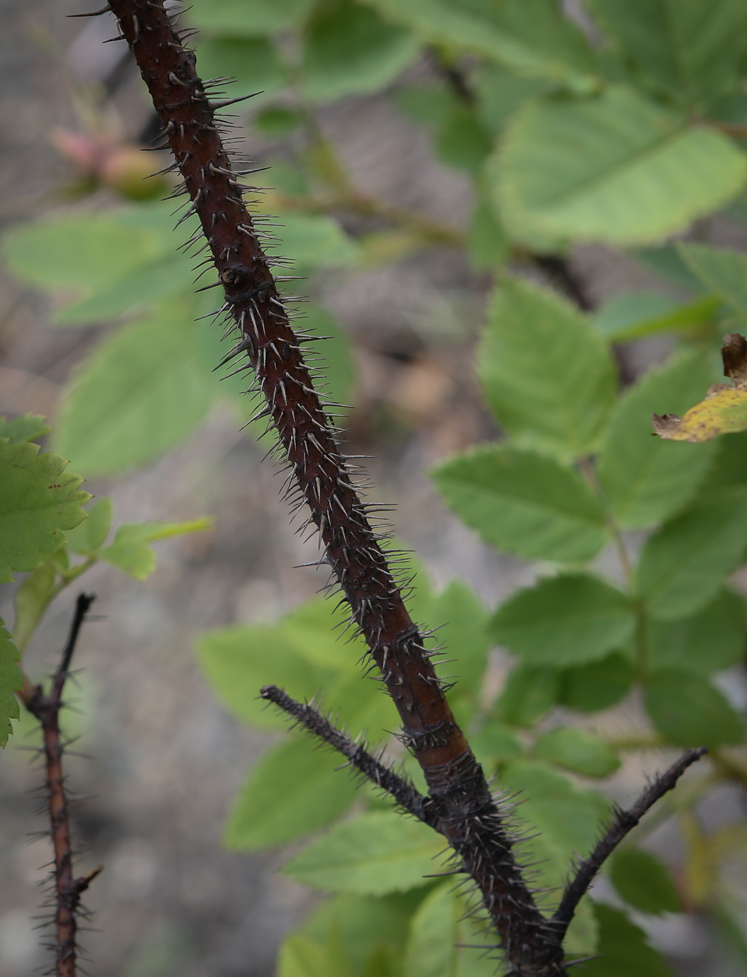 Изображение особи Rosa acicularis.