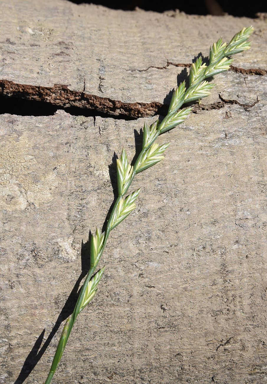 Image of Lolium perenne specimen.