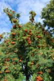 Sorbus aucuparia. Крона плодоносящего дерева. Великий Новгород, Торговая сторона, ул. Ильина у Преображенской церкви, уличное озеленение. 23.07.2023.