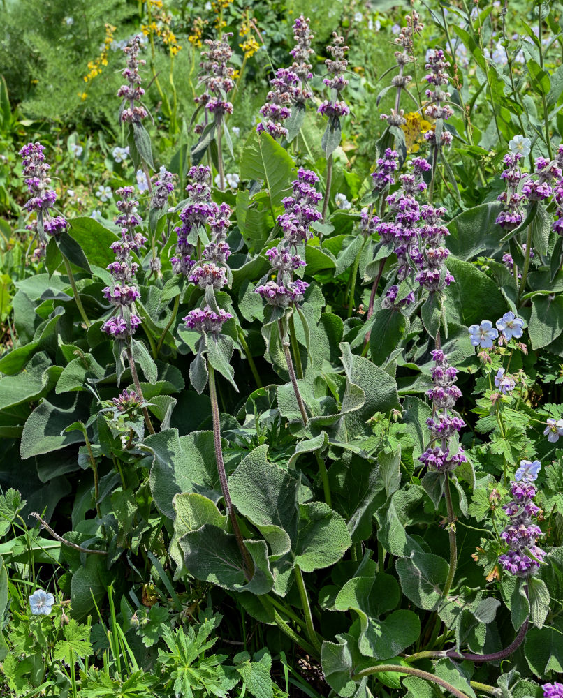 Image of Phlomoides oreophila specimen.