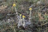 Helichrysum graveolens. Цветущее растение. Крым, хр. Узун-Сырт, степная платообразная вершина хребта. 31 мая 2021 г.