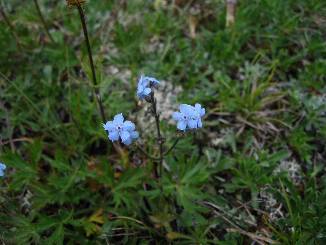 Image of Eritrichium caucasicum specimen.