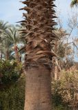 Washingtonia filifera. Нижняя часть ствола. Египет, мухафаза Эль-Гиза, р-н Эль-Бадрашейн, пос. Мит-Рахина, музей Рамзеса II, в озеленении. 03.01.2024.