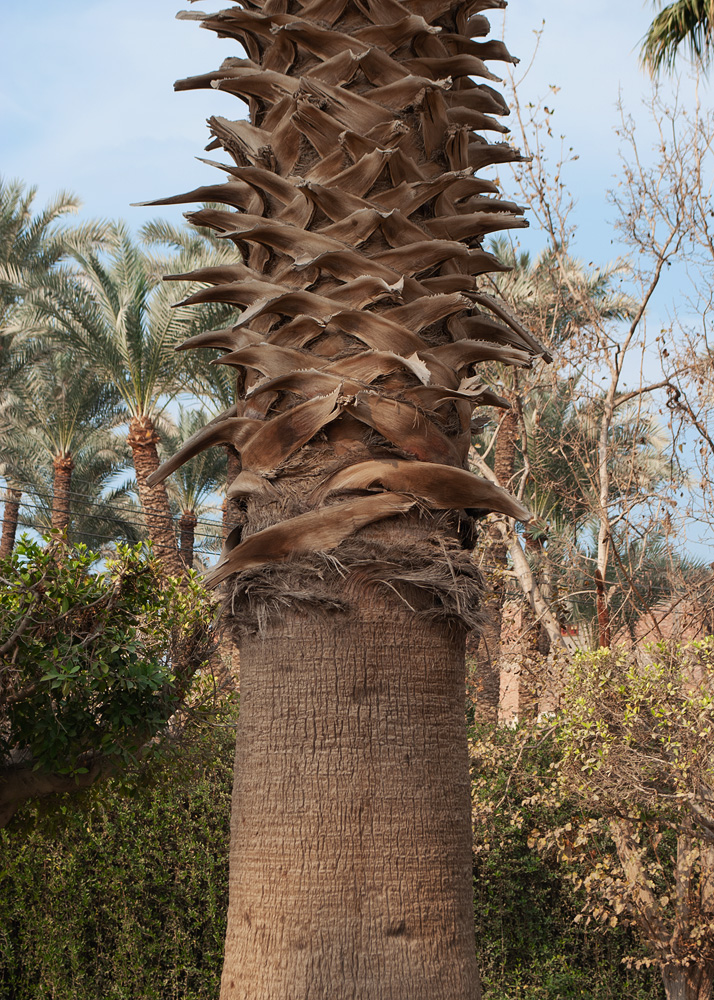 Image of Washingtonia filifera specimen.