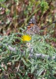 Centaurea procurrens