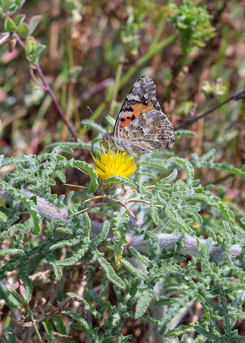 Image of Centaurea procurrens specimen.