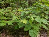 Rubus allegheniensis