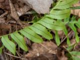 Polypodium vulgare