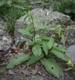 genus Rumex