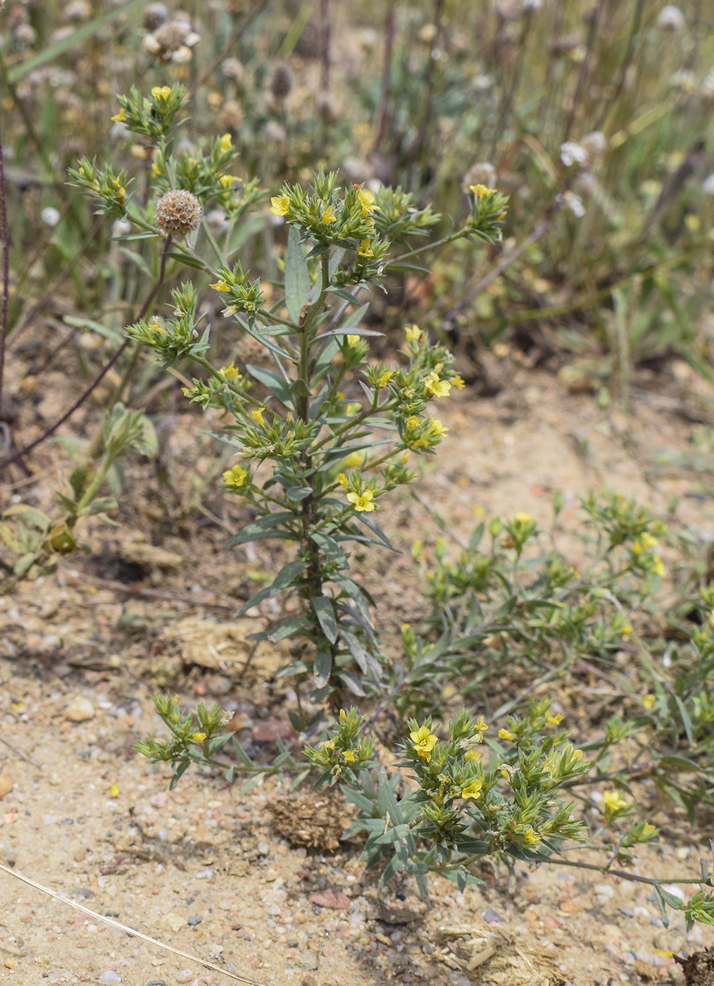 Image of Linum strictum specimen.