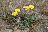 genus Taraxacum