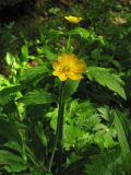 Ranunculus lanuginosus