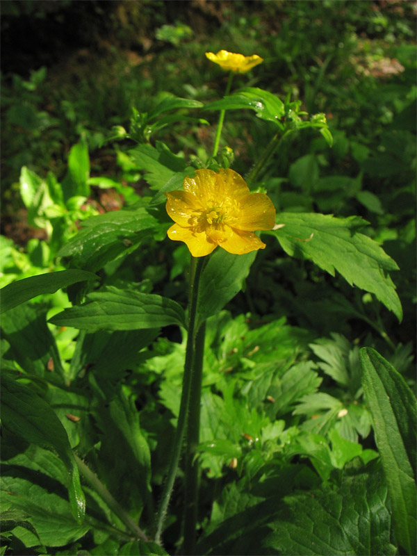 Image of Ranunculus lanuginosus specimen.