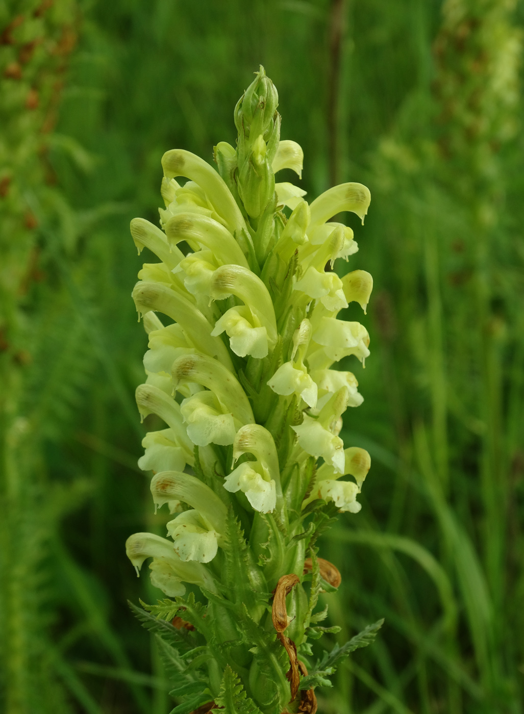 Image of Pedicularis kaufmannii specimen.