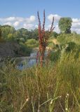Rumex crispus. Плодоносящее растение. Краснодарский край, Крымский р-н, окр. станицы Неберджаевская, долина р. Неберджай, на кромке обрыва высокого берега реки. 27.06.2024.