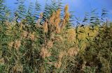 Phragmites australis. Верхушки вегетирующих растений с сухими прошлогодними соплодиями. Египет, мухафаза Асуан, о-в Элефантина, у воды. 04.05.2023.