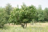 Syringa amurensis