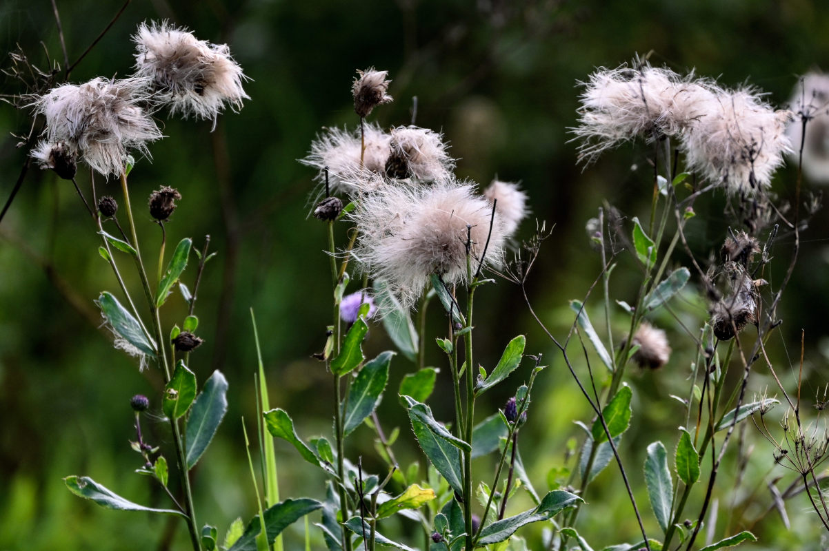 Image of Cirsium setosum specimen.