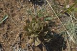 Orostachys malacophylla