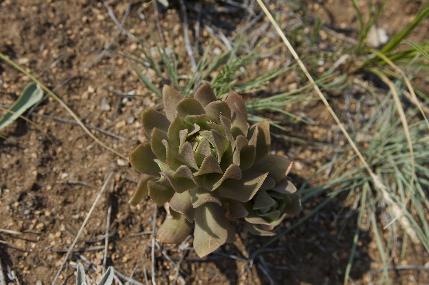 Изображение особи Orostachys malacophylla.