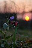 Pulmonaria obscura