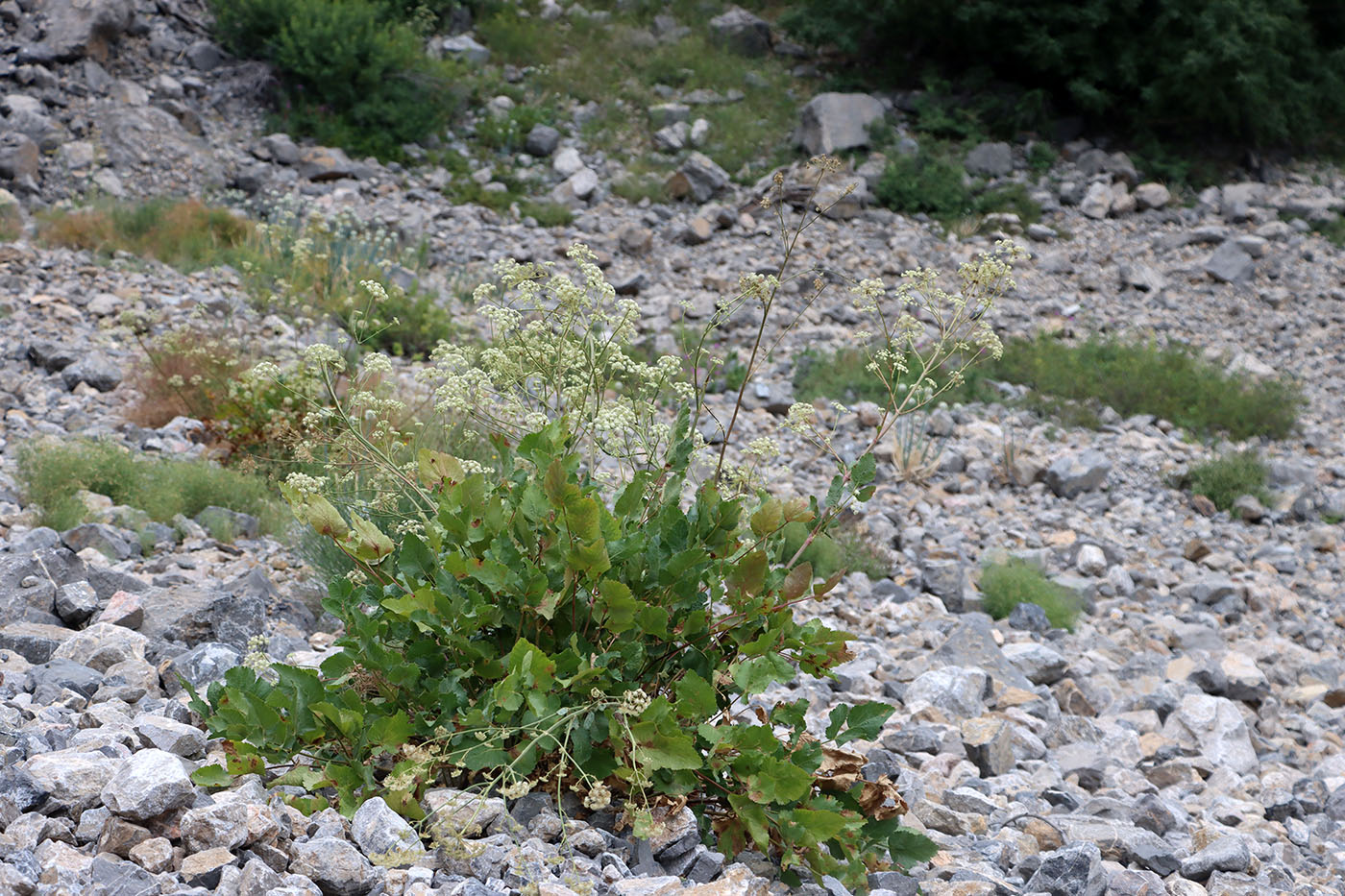 Image of Mediasia macrophylla specimen.