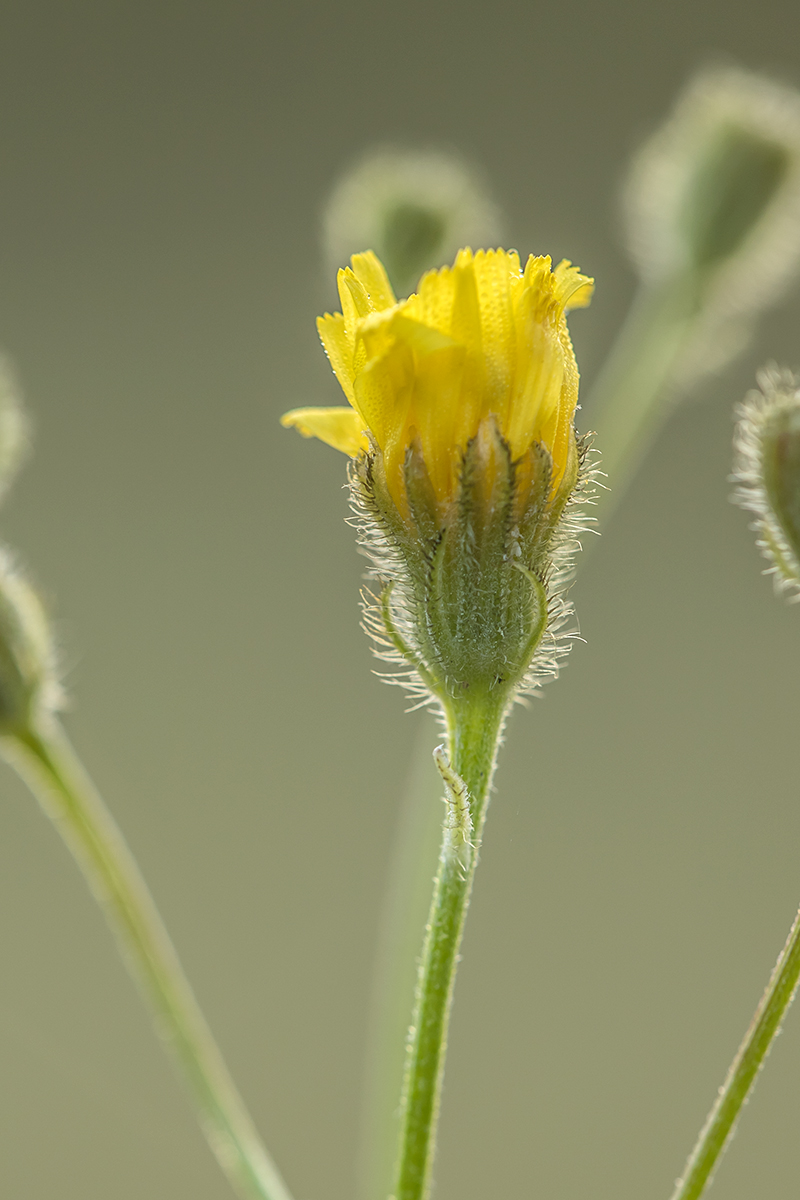 Image of Crepis tectorum specimen.
