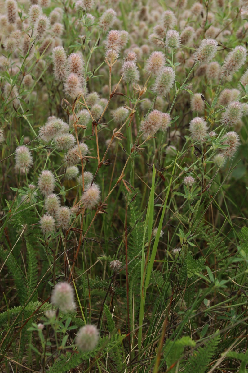 Image of Trifolium arvense specimen.
