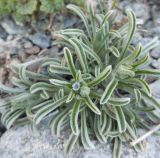 семейство Boraginaceae