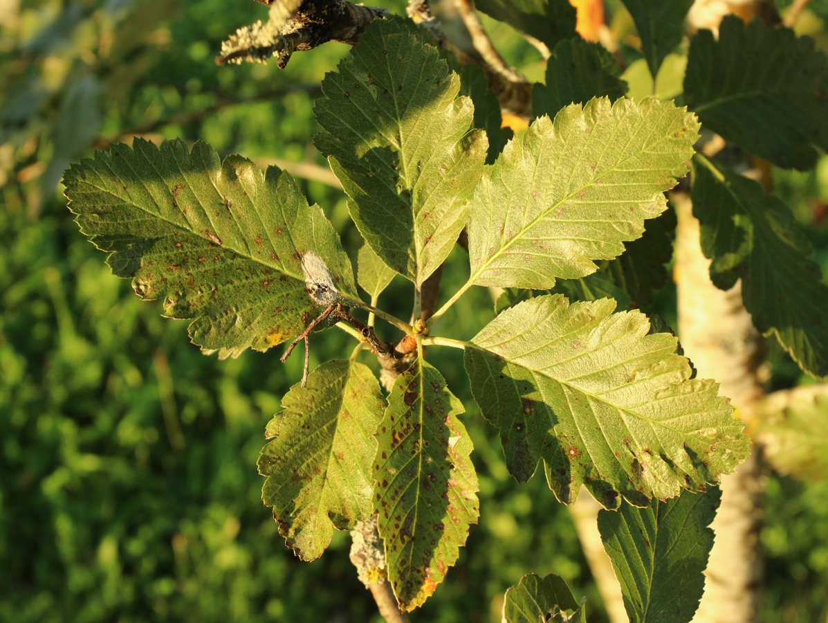 Image of genus Sorbus specimen.