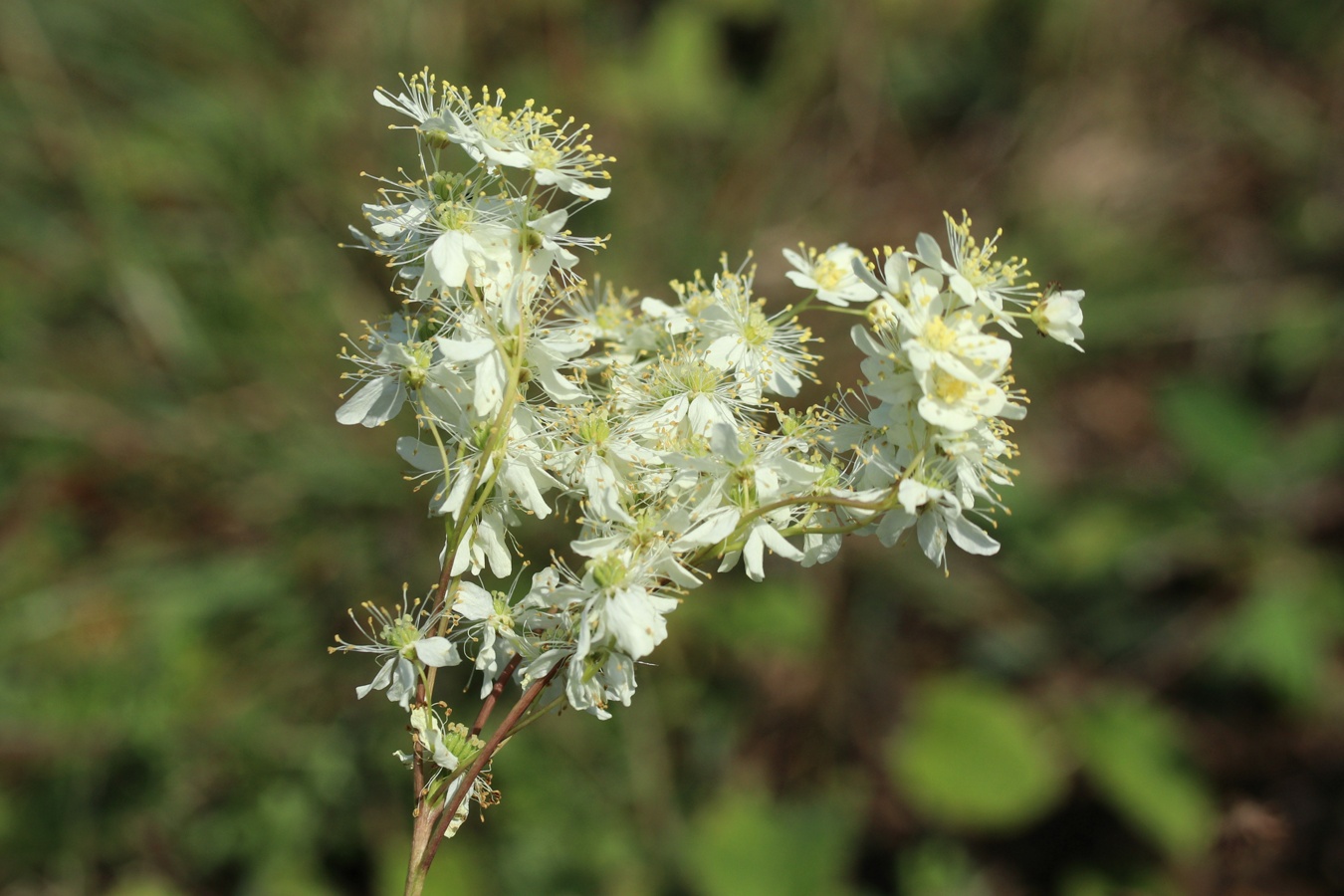 Изображение особи Filipendula vulgaris.