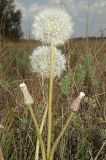 Taraxacum serotinum
