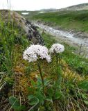 Valeriana capitata. Цветущие растения на берегу ручья на зарастающем старательском полигоне. Коми, Интинский р-н, Приполярный Урал, хр. Малдынырд, руч. Алькесвож. 13.07.2010.