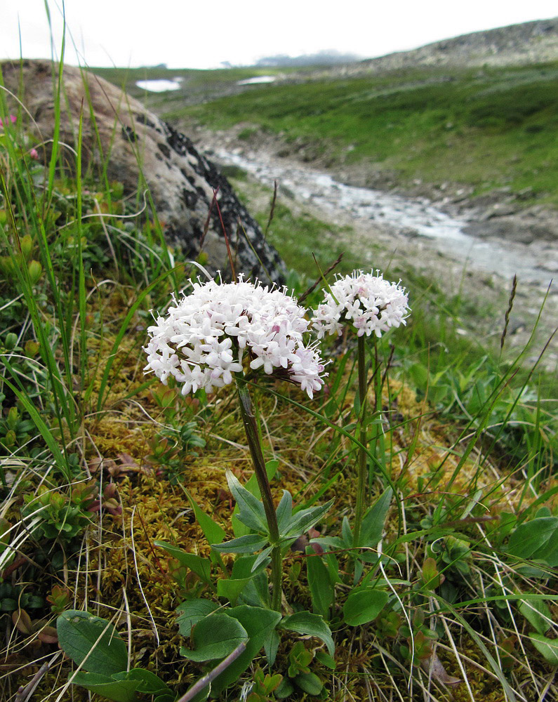 Изображение особи Valeriana capitata.