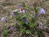 Pulsatilla dahurica. Цветущее растение. Хабаровский край, г. Комсомольск-на-Амуре, берег руч. Тёплый ключ. 07.05.2025.