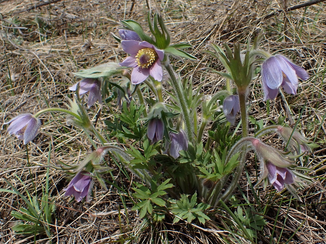 Image of Pulsatilla dahurica specimen.