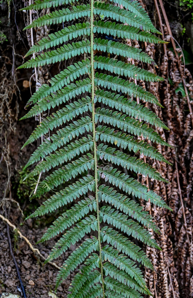 Изображение особи Polystichum braunii.